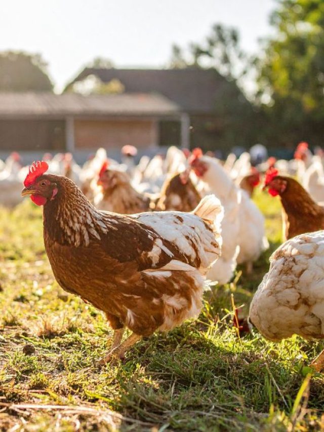 गर्मी में मुर्गियां रहेंगी स्वस्थ, बस अपनाएं ये जरूरी टिप्स