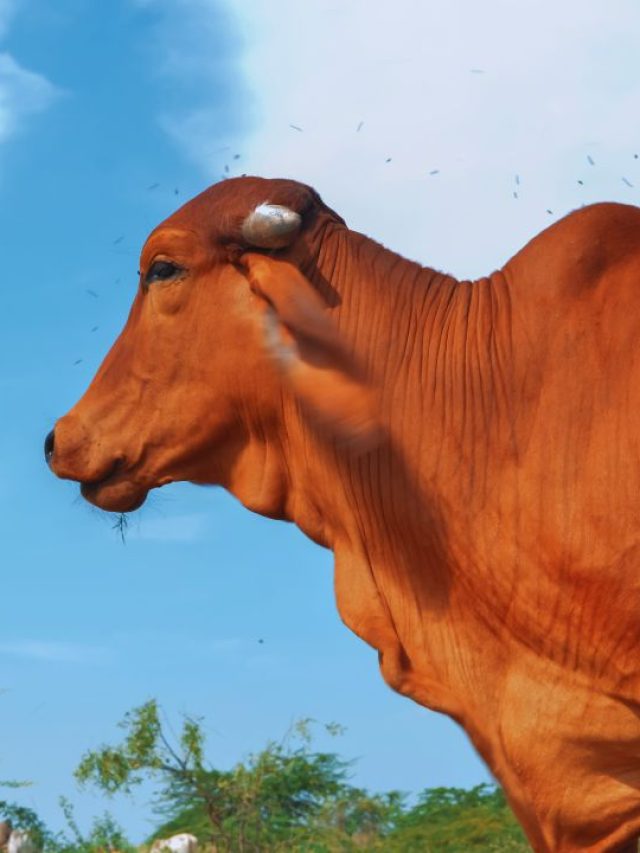 मक्खी-मच्छरों से परेशान पशु? अपनाएं ये देसी स्प्रे, दूध होगा ज्यादा