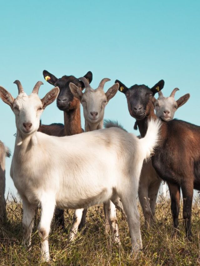 सिरोही से सानन तक… ये नस्लें किसानों को कर रही मालामाल!