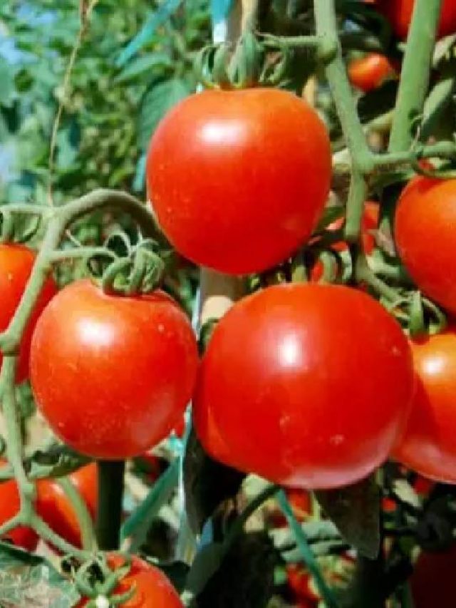 टमाटर की फसल में दाग-धब्बे? इन बातों का रखें खयाल