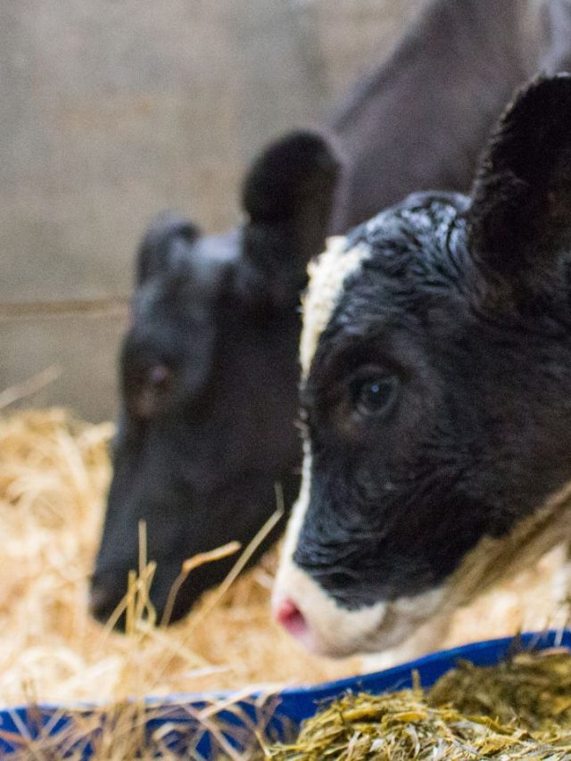 सर्दी में गाय-भैंस को खिलाएं गर्म तास्वीर वाले ये आहार, बाल्टी भर-भर देंगी दूध