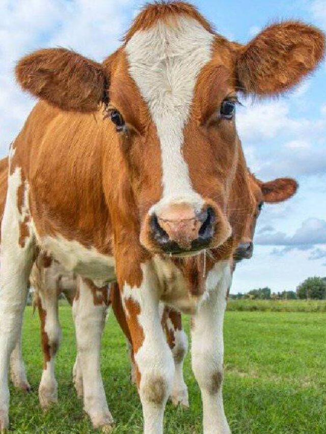 सर्दी के मौसम में पशुओं को दें ये जरूरी दवा, होंगे गजब के फायदे