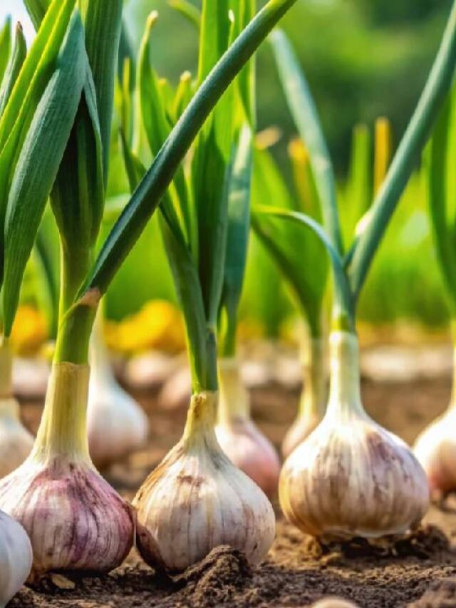 गमले में आसानी से उगाएं लहसुन… यहां जानें Easy स्टेप्स!