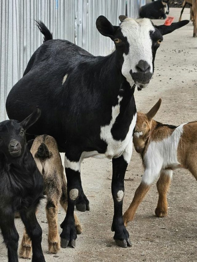 किसानों के लिए ATM बनी ये बकरी, जानें खासियत!