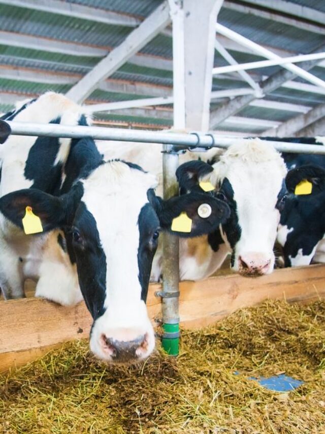 ठंड में पशु को लोहे-सा मजबूत बनाएगा ये देसी मिश्रण, जानें