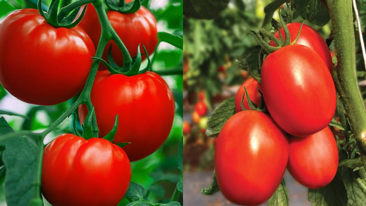देसी या हाइब्रिड टमाटर? खरीदने से पहले जान लें कौन है सेहत के लिए ज्यादा बेहतर