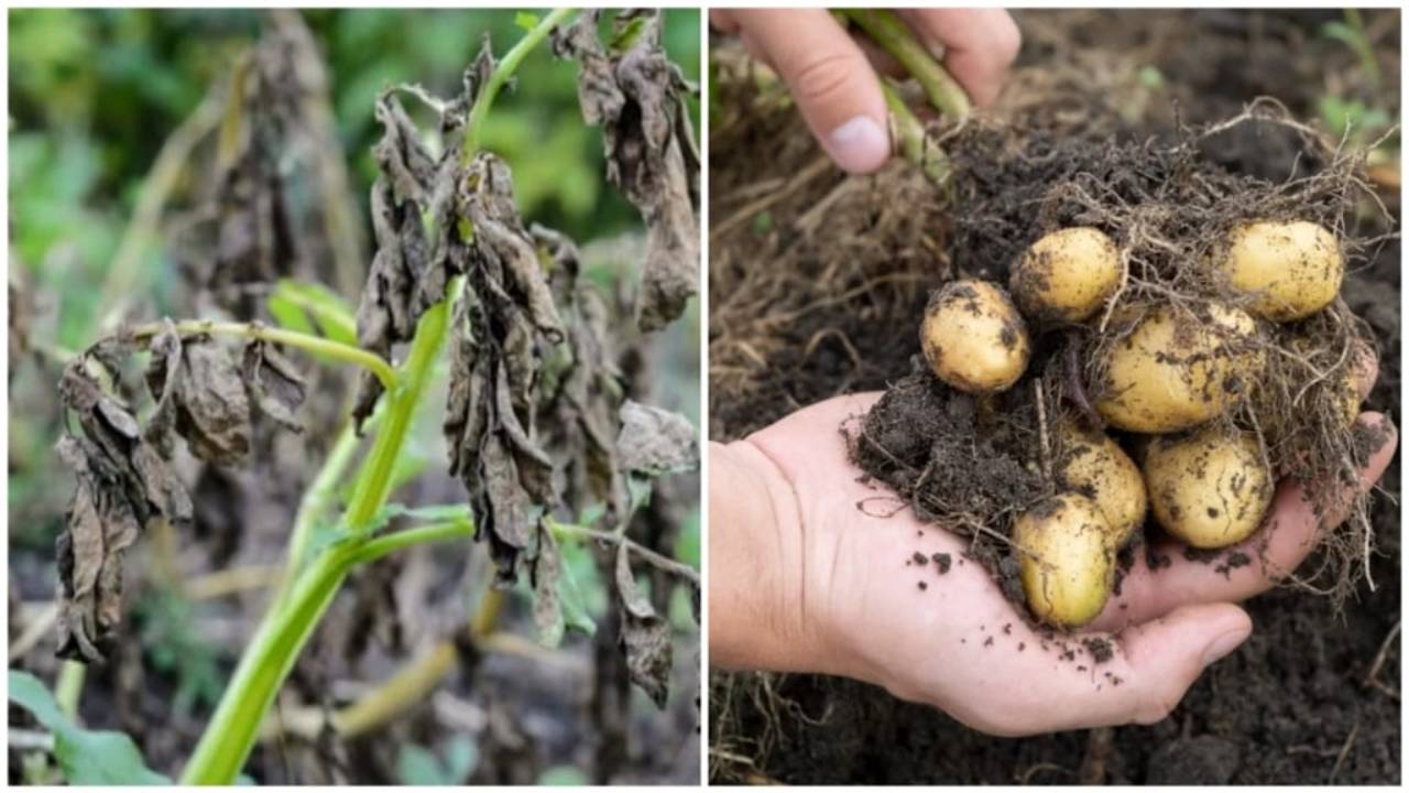 How To Protect Potato Crops From Diseases During Fog And Severe Cold