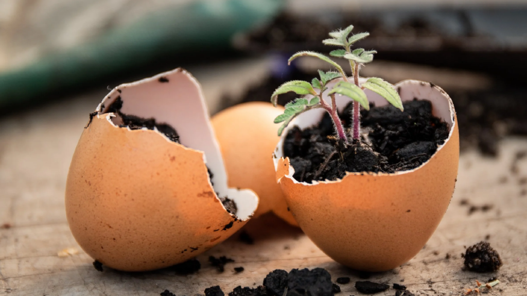 Eggshell Gardening Hack: The Natural Mineral Booster That Makes Plants Healthier and Soil More Fertilezer