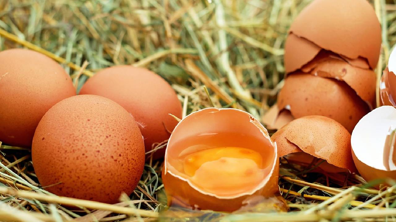 Toxic Egg Scare In Kashmir Government Orders Probe Into Alleged Sale Of Carcinogenic And Adulterated Eggs In Local Markets