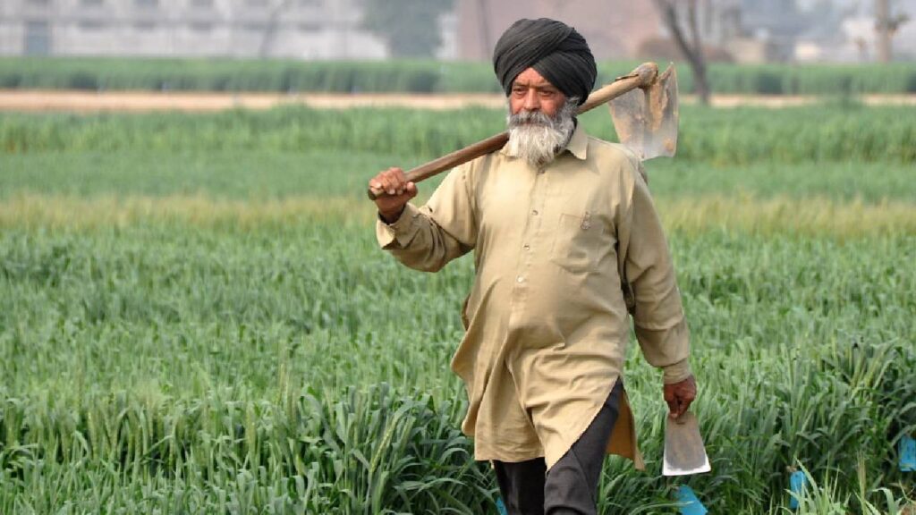 India’s Rabi Sowing Crosses 75% Mark: Wheat Up 11%, Mustard Gains 5% as Farmers Accelerate Planting