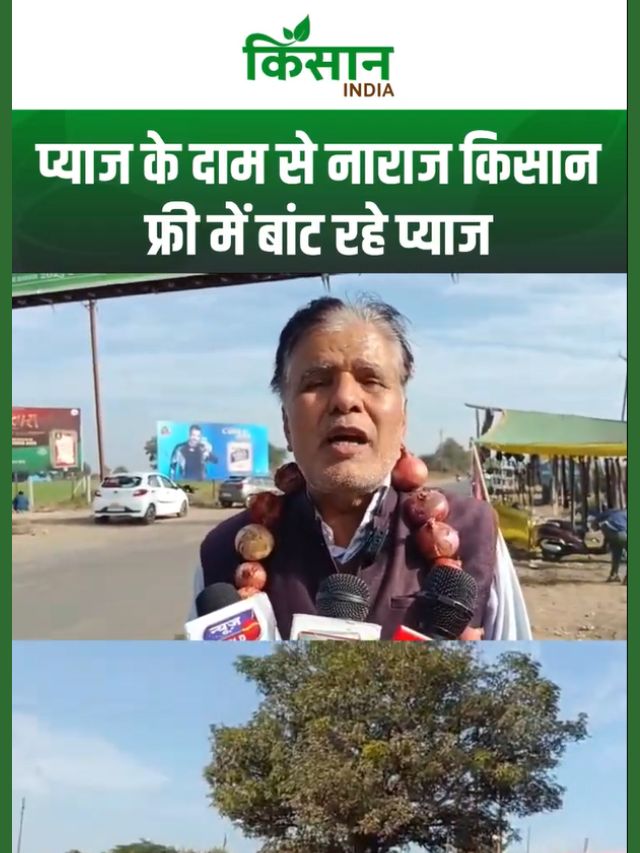 किसानों का दर्द: 40 पैसे किलो प्याज, मजबूर होकर सड़क पर मुफ्त बांटी फसल