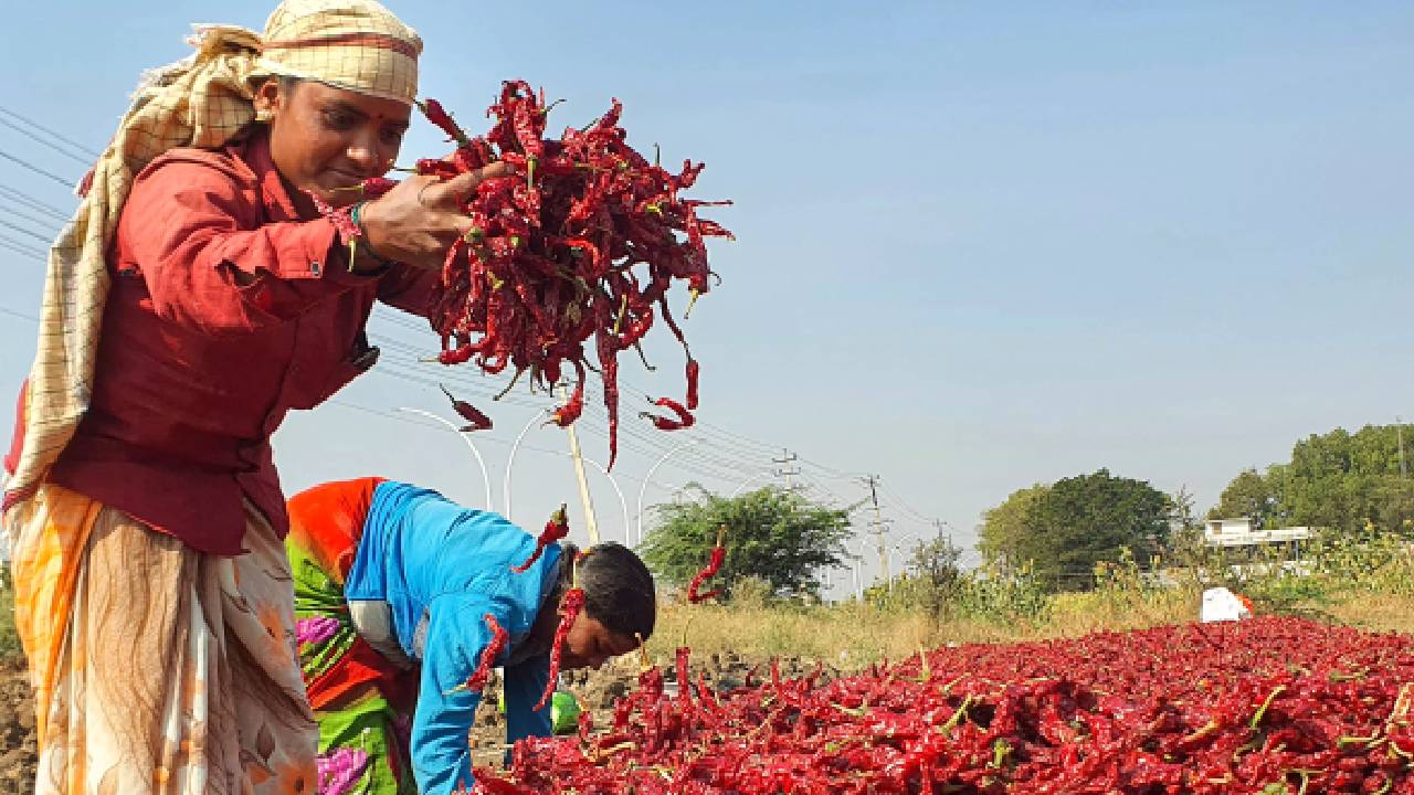 India Red Chilli Production Expected To Fall 20 Percent In 2025 26 Season Due To Lower Acreage Weather Damage And Pest Attacks