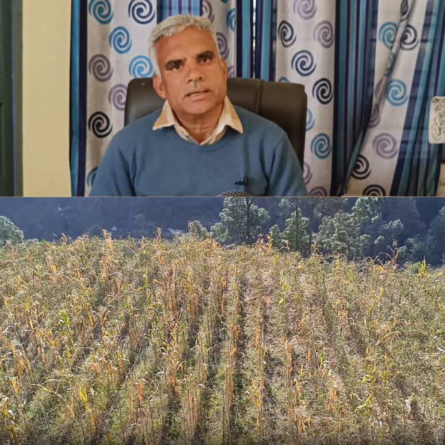 farming issues in rajgarh himachal pradesh