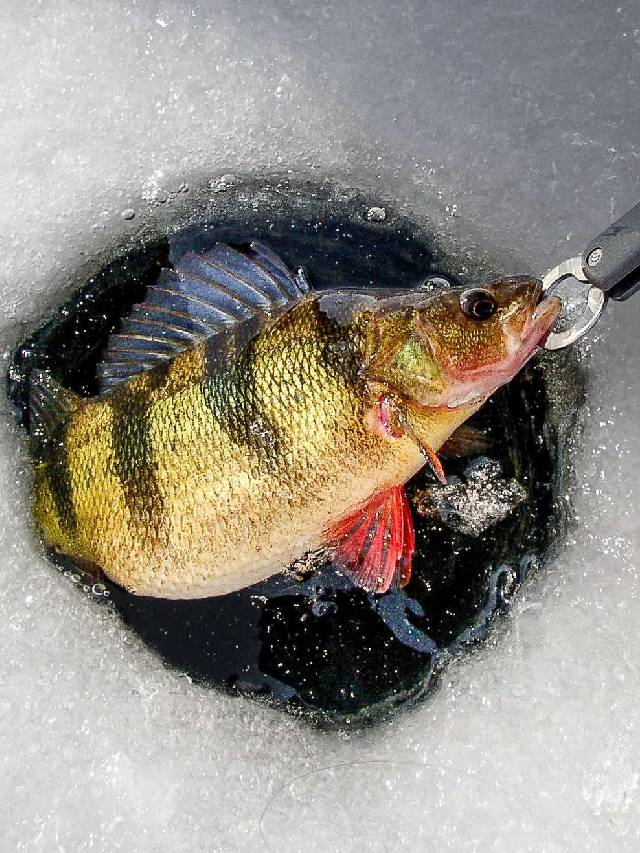 ठंड में मछलियां क्यों पड़ती हैं बीमार?  ऐसे करें सुरक्षित