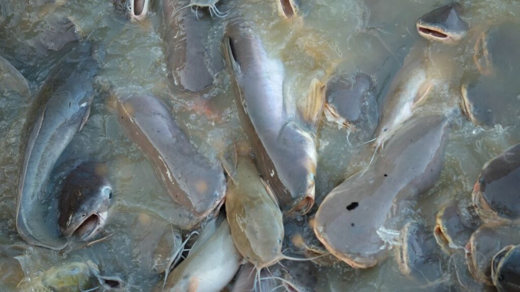 नियमित जांच सर्दियों में सबसे कारगर उपाय माना जाता है, क्योंकि बीमार मछली को जल्द पहचानकर अलग करना बीमारी को फैलने से रोक देता है. इससे पूरा स्टॉक सुरक्षित रहता है और किसान को भारी नुकसान होने से पहले स्थिति को संभालने का मौका मिल जाता है.