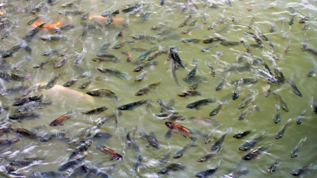 सर्दियों में तालाब का पानी जल्दी खराब हो जाता है, जिससे अमोनिया और अन्य हानिकारक तत्व बढ़ने लगते हैं. समय-समय पर पानी को शुद्ध करना, पुराना पानी निकालना और ताजा पानी जोड़ना बीमारी के खतरे को कम करता है और मछलियों की मृत्यु दर घटाता है.