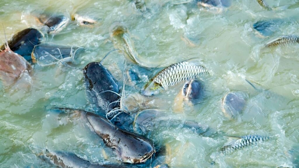 पानी का pH संतुलित रखना बेहद जरूरी है, क्योंकि असंतुलित pH मछलियों में तनाव और बीमारी का बड़ा कारण बनता है. नियमित रूप से चूना और सुरक्षित पदार्थों का उपयोग करके किसान पानी को संतुलित रख सकते हैं, जिससे मछलियां सर्दियों में भी स्वस्थ बनी रहती हैं.