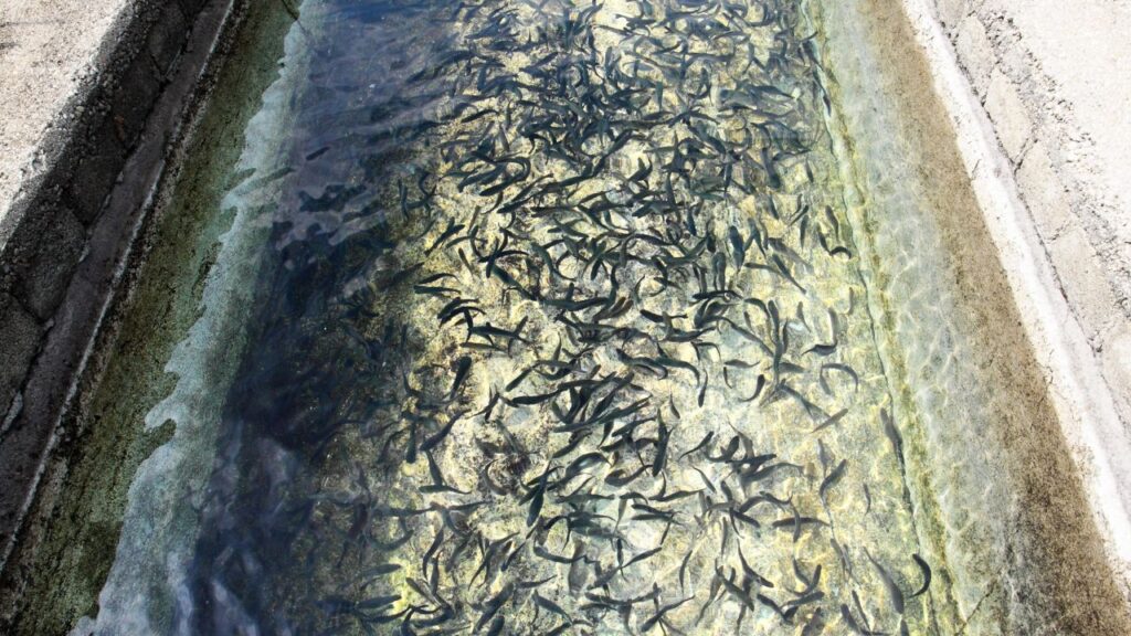 Fish Farming
