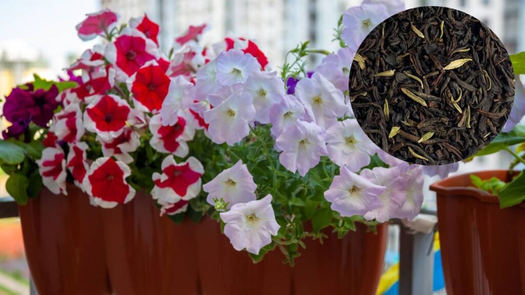 Turn Your Garden Into a Flower Haven: Boost Blooming Naturally With Used Tea Leaves