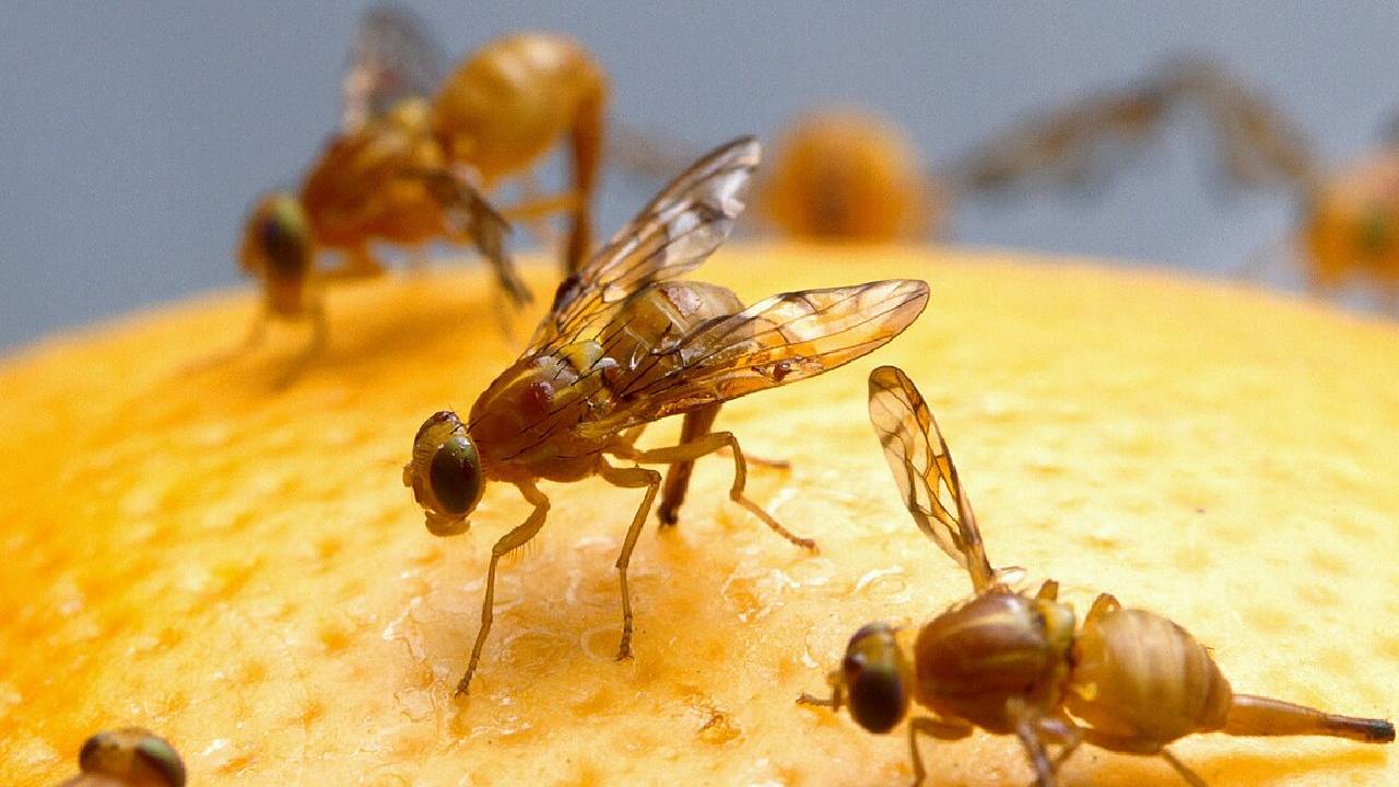 Fruit Fly Infestation Control Tips Prevention Methods Damage To Fruits Causes And Solutions