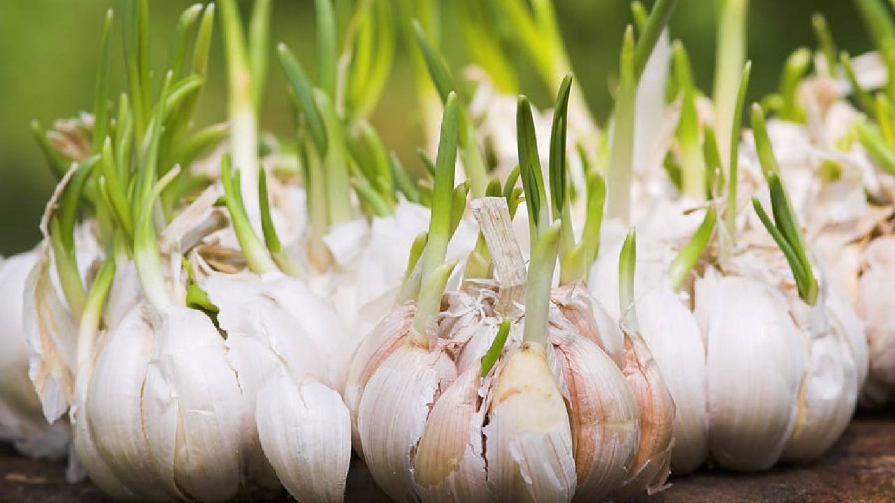 Garlic Farming Tips Following A Few Simple Tips Garlic Can Be Turned Into A Profitable Cash Crop With High Yields And Good Market Value
