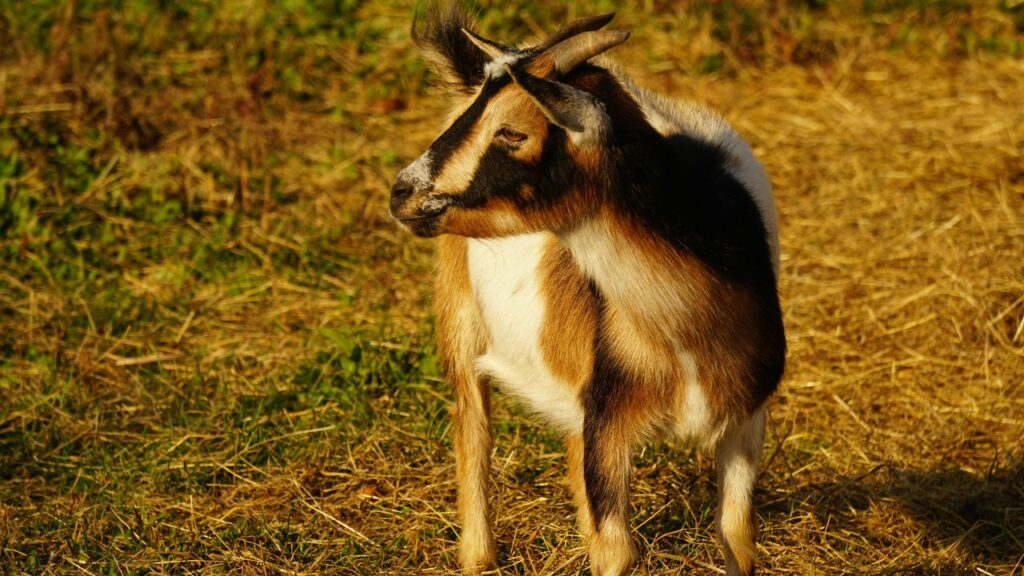 पोषण की कमी से प्रसव के बाद बकरियों की मांसपेशियां कमजोर हो सकती हैं. इसलिए प्रसव के 14 दिन बाद कृमिनाशक दवा देना अनिवार्य है, साथ ही CDT, PPR और FMD जैसे टीके समय पर लगवाना जरूरी है.