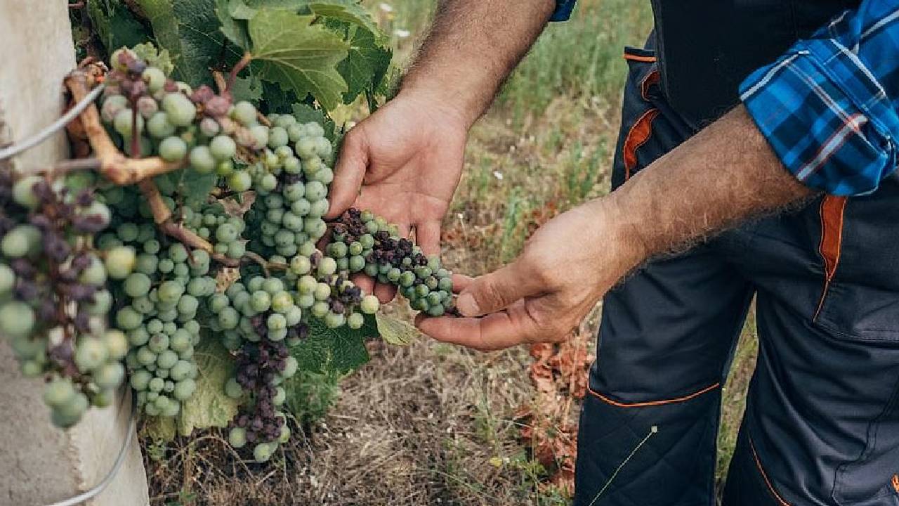 Maharashtra Raisin Industry Hit By Unseasonal Rains Grape Crop Damage Exports Decline Farmers Crisis 2025