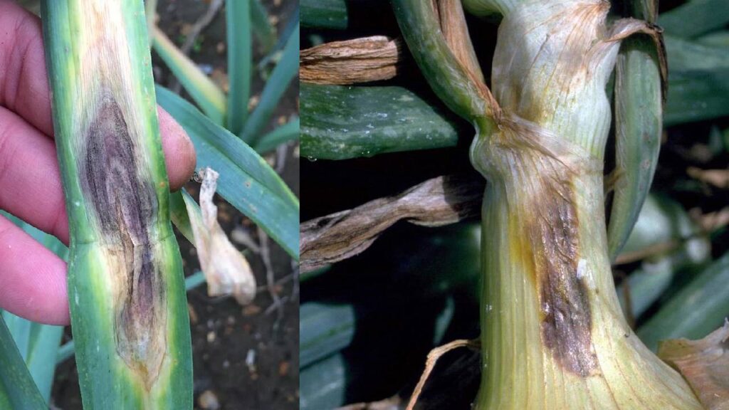 Purple Blotch Disease in Onions: Symptoms, Causes, and Effective Prevention for Higher Yield