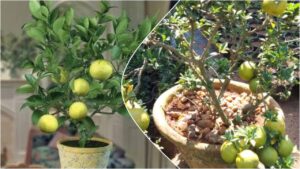 गमले में मौसंबी कैसे उगाएं, पौधे की ग्रोथ के लिए मिट्टी और देखभाल के तरीके जानिए