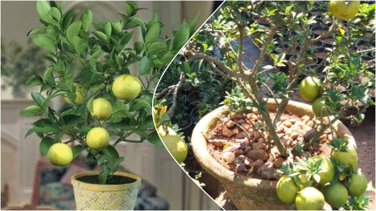 गमले में मौसंबी कैसे उगाएं, पौधे की ग्रोथ के लिए मिट्टी और देखभाल के तरीके जानिए