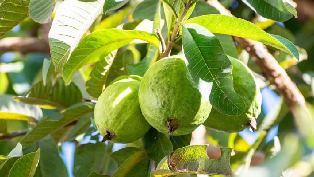 Tips for successful guava cultivation