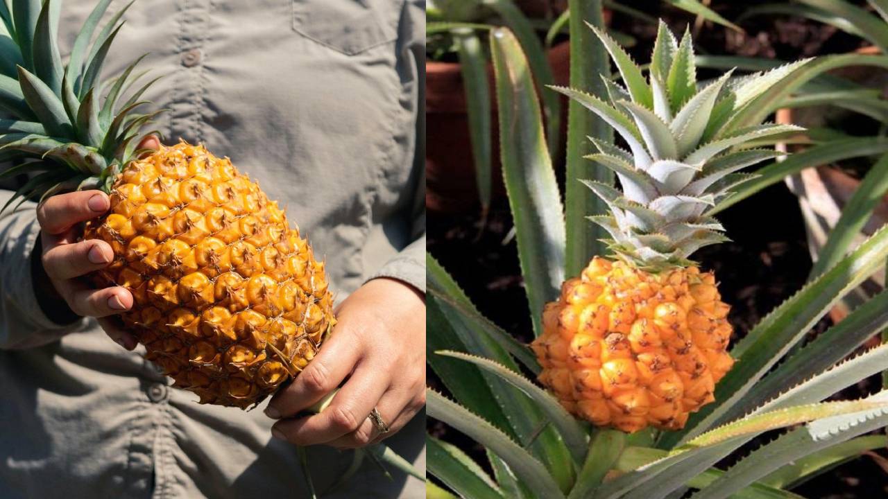 100 नहीं 10 लाख रुपये तक बिकता है यह अनानास, वजह जानकर रह जाएंगे हैरान