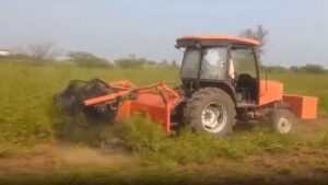 दुनियाभर में मशहूर सोजत मेहंदी की कटाई करेगी हीना मशीन, किसानों का खर्च बचाने के लिए आई तकनीक