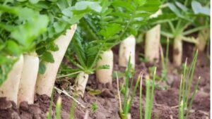 40 दिनों में 45 टन की उपज, 32 फीसदी छूट पर मिल रहे मूली के बीज, कीमत मात्र 51 रुपए 40 दिनों में 45 टन की उपज, 32 फीसदी छूट पर मिल रहे मूली के बीज, कीमत मात्र 51 रुपए