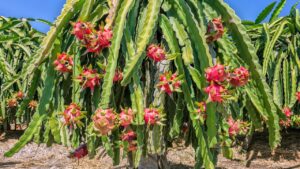 Dragon Fruit: घर पर ड्रैगन फ्रूट कैसे उगाएं, एक साल में देगा मीठे फल और मोटी कमाई Dragon Fruit: घर पर ड्रैगन फ्रूट कैसे उगाएं, एक साल में देगा मीठे फल और मोटी कमाई
