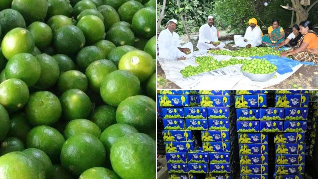 ओमान के बाजार में पहुंचा कर्नाटक का देसी नींबू, जीआई-टैग इंडी लाइम ने बनाई पहचान