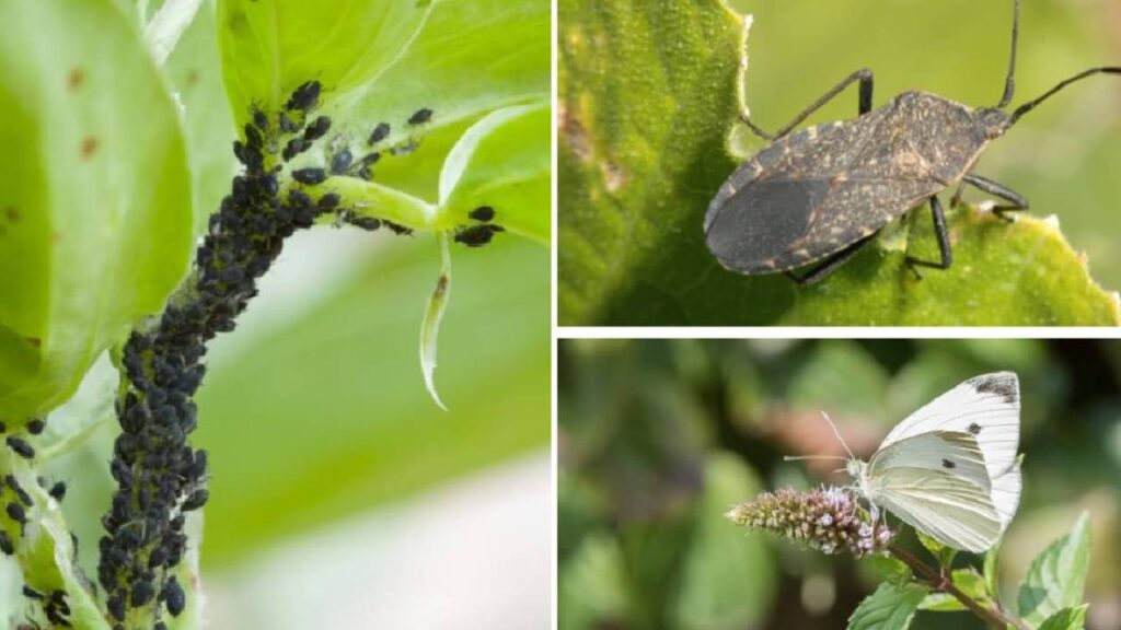 Homemade Organic Pesticide: Gardener Demonstrates Simple DIY Spray to Eliminate Plant Bugs Naturally