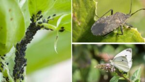 Gardening Tips: पौधों में लगे कीड़े अब नहीं करेंगे नुकसान, यह घरेलू घोल करेगा सफाया