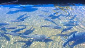 दूध और मछली से बढ़ेगी आमदनी, बिहार सरकार ने किसानों के लिए लॉन्च किए दो खास प्रोजेक्ट