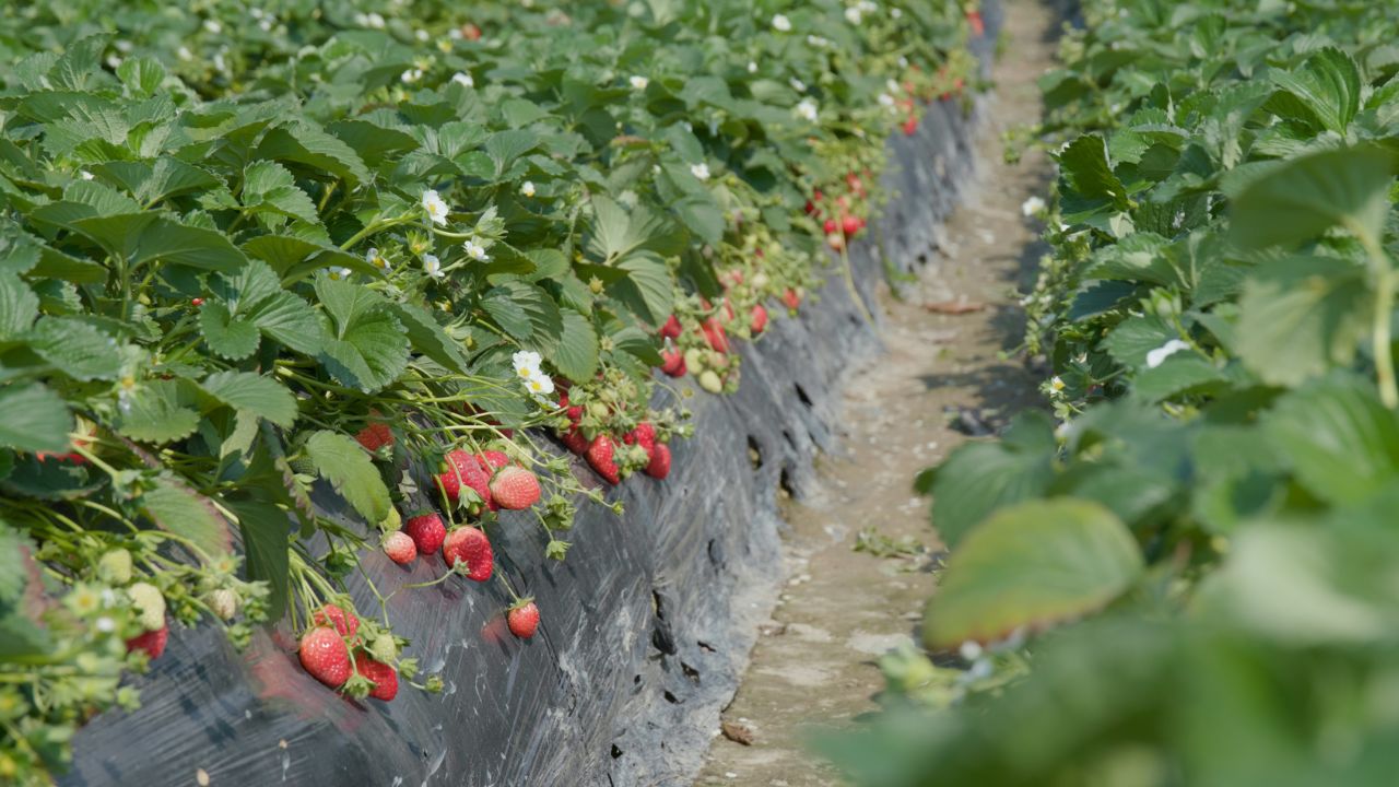 Strawberries Farmers Do Not Mistakes During Winters To Prevent Crop Strawberries Crops