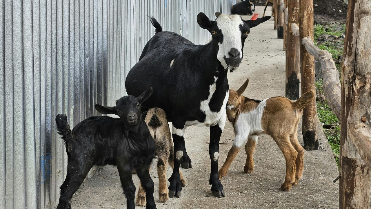 Protect Health Goats In Winter Avoid Dietary Mistakes Adopt These Simple Home Remedies