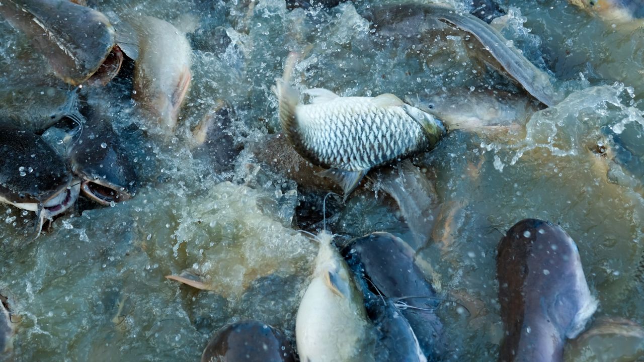 Fishermen Fish Now Fresher With Government Special Kit Increasing Income And Confidence