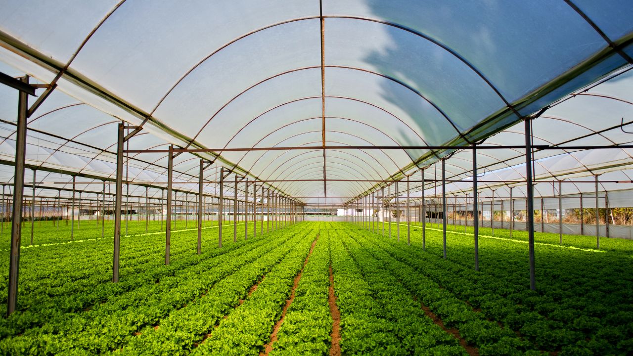 Seed Business Find New Home In Up Big Journey Seed Production Start From Lucknow