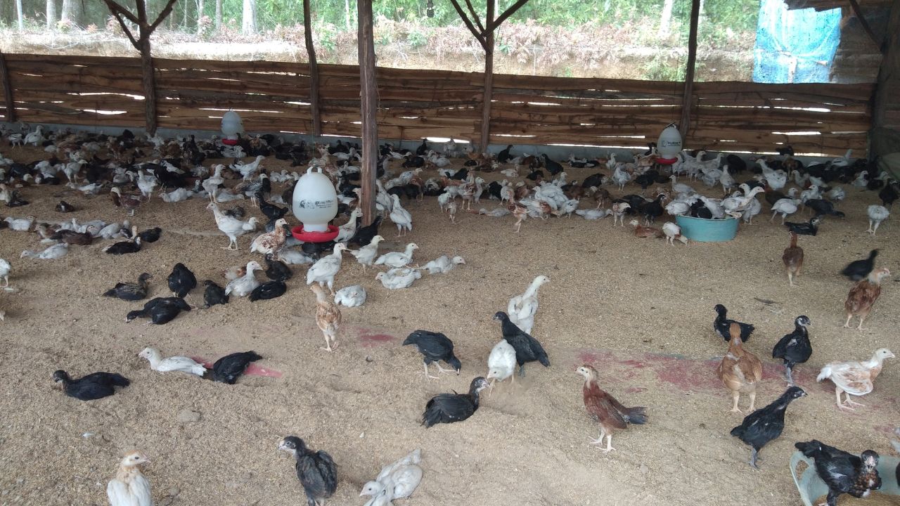 Home Grown Formula Protect Chickens From Cold Lemongrass And Neem Oil Keep Them Healthy