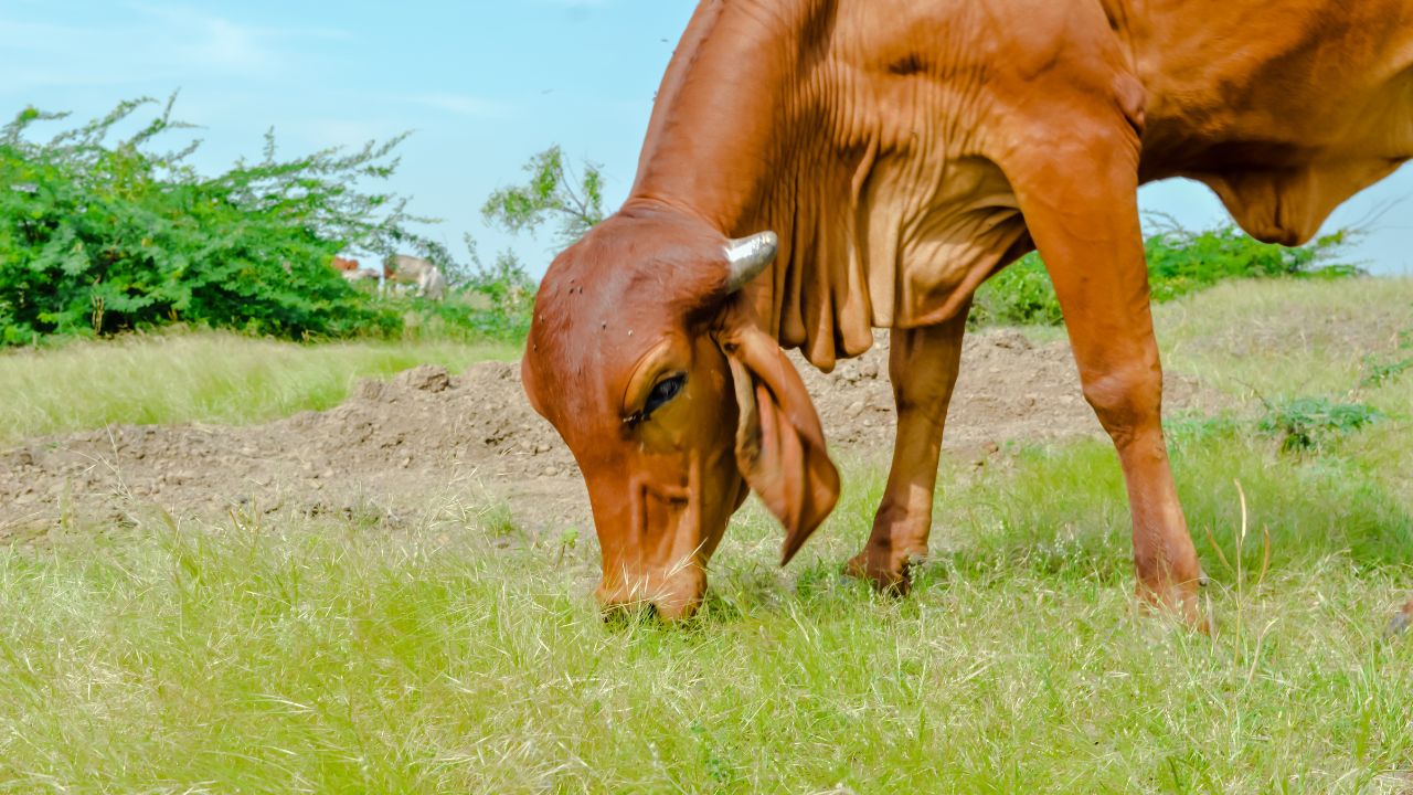 Super Formula Profit With Farming Rearing This Indigenous Cow Means Printing Money