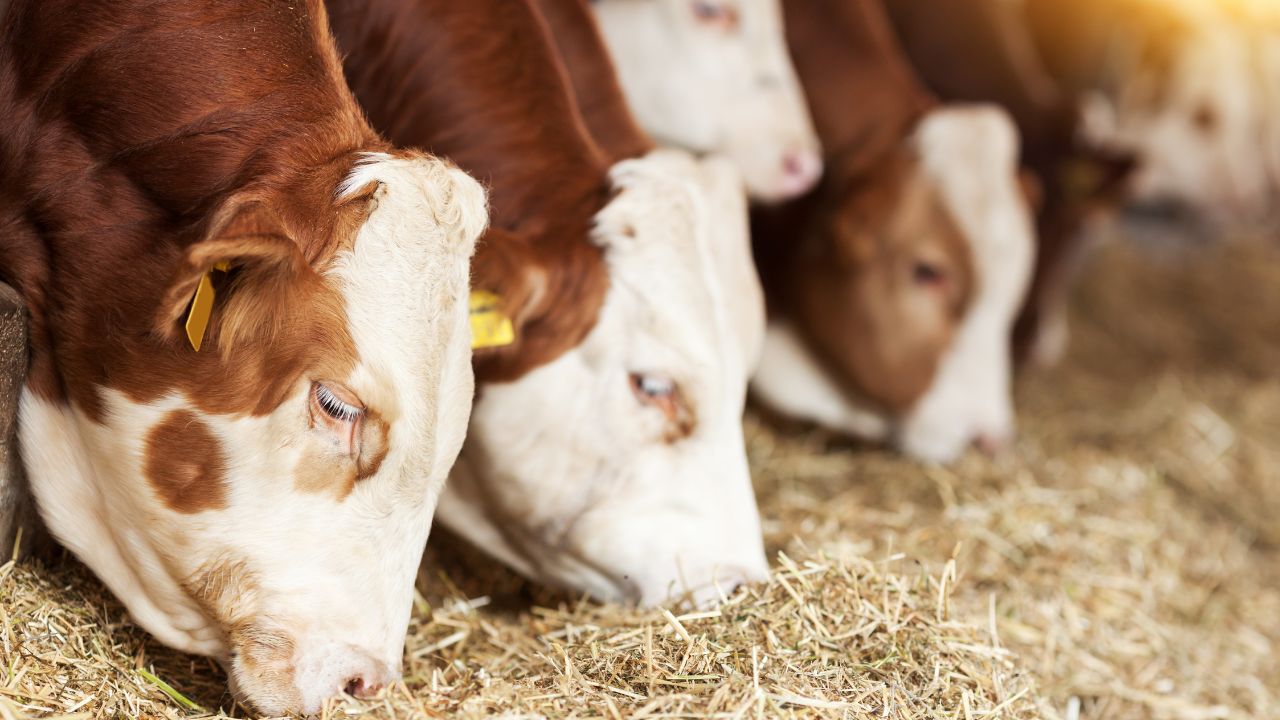 क्या पशुओं को बाजरा खिलाना फायदेमंद है? जानिए सही मात्रा, तरीका और जरूरी सावधानियां