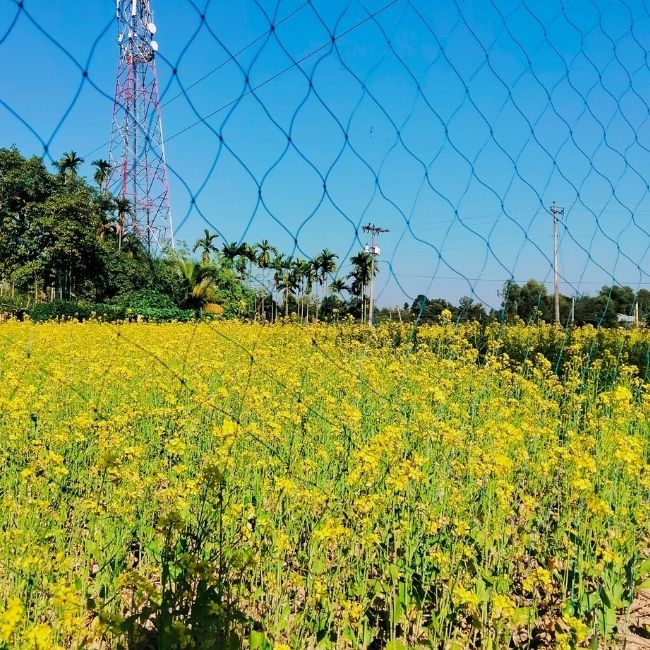 Cold Wave, Rabi Crops, Wheat Farming, Mustard Crop, Potato Farming, Weather Advisory