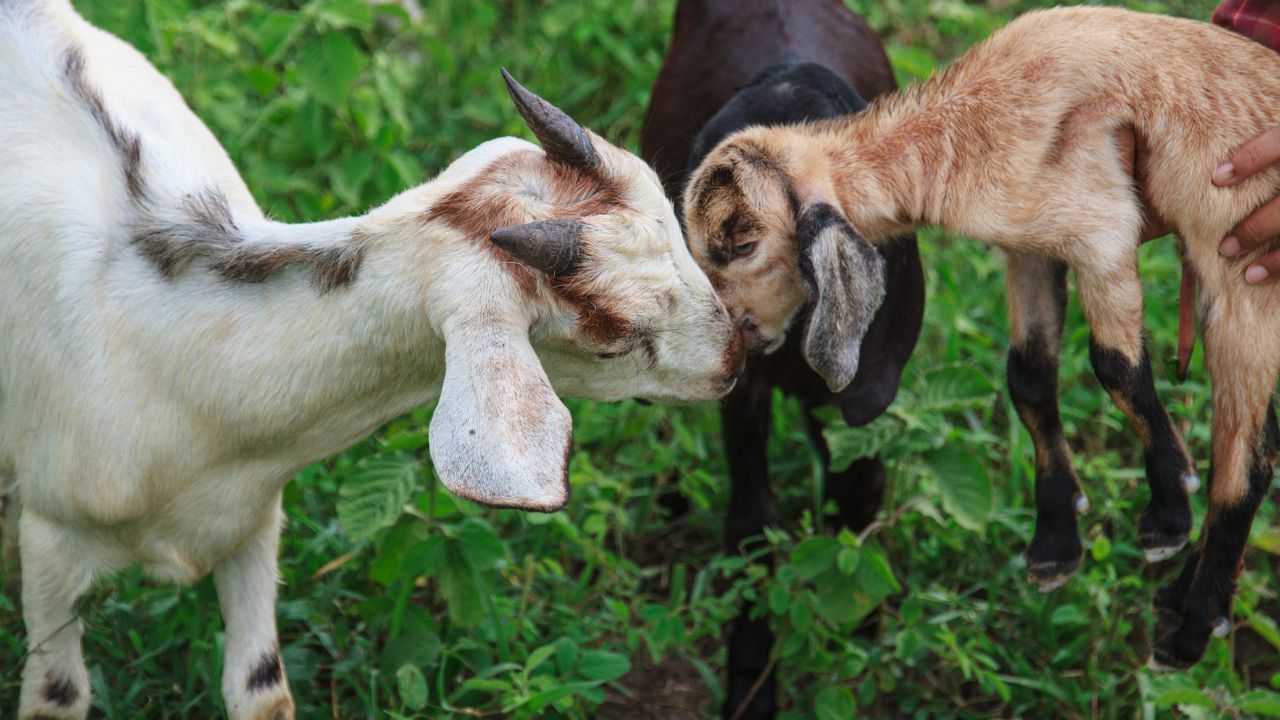Big Profits Low Cost Why Goat Farming Called Atm Poor In Villages