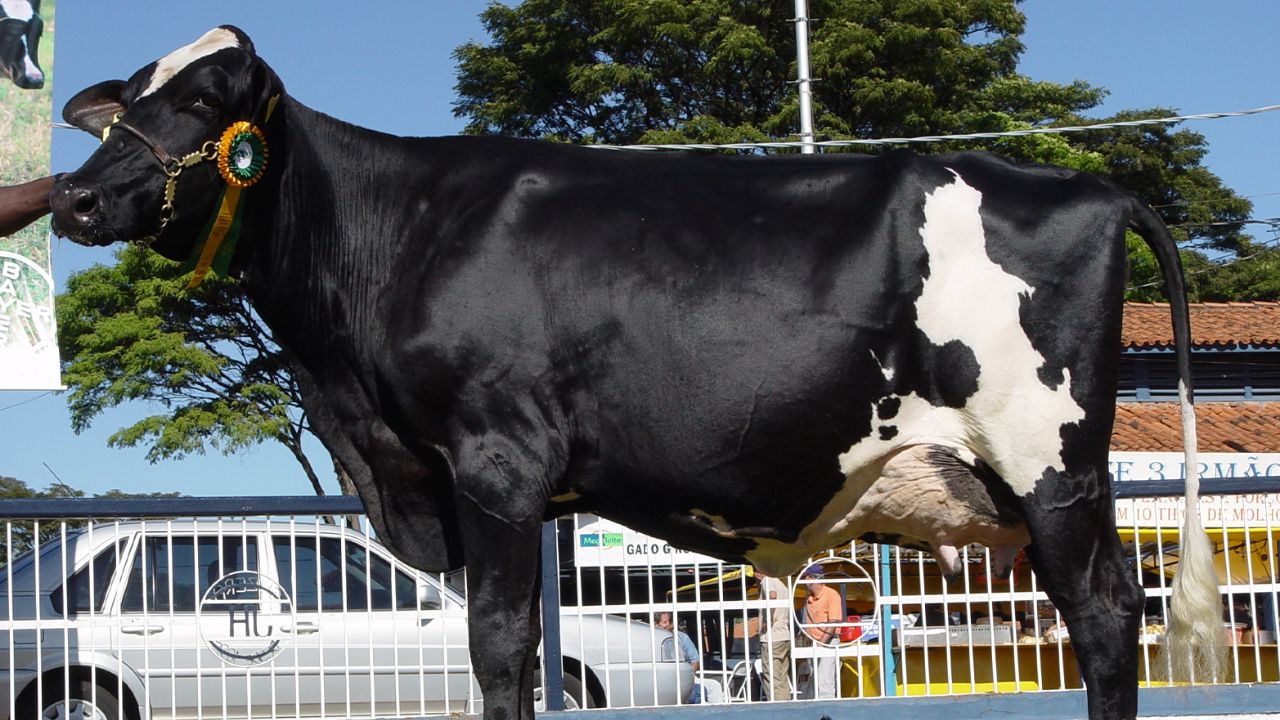 विश्व की सबसे ज्यादा दूध देने वाली गाय बनी गिरोलैंडो, 3 दिन में 343 लीटर देकर बनाया रिकॉर्ड