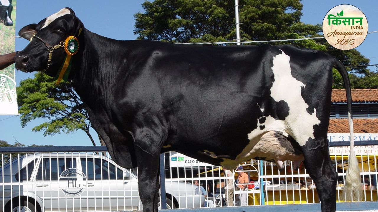 Girolando Cow World Highest Milk Producing Cow Setting Record Producing 343 Liters In 3 Days